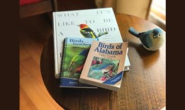 贝丝·泰晤士：种一些种子，看看有什么飞进来