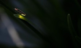 萤火虫的新生命：温度升高可能对某些物种有益